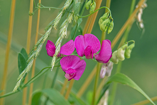 hrachor hľuznatý Lathyrus tuberosus L.