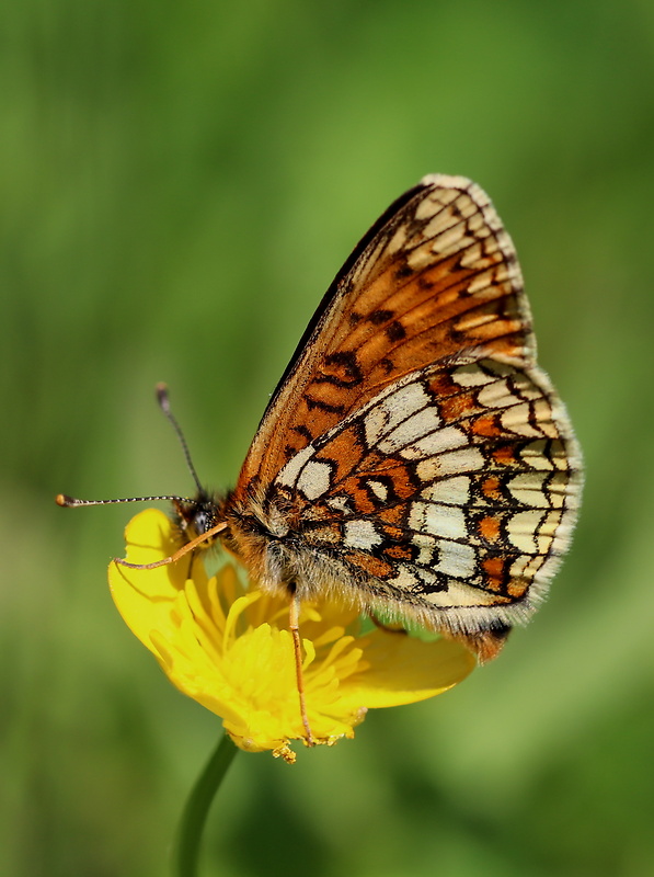 hnedáčik skorocelový Melitaea athalia