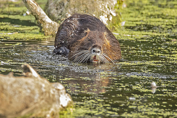 nutria riečna  Myocastor coypus