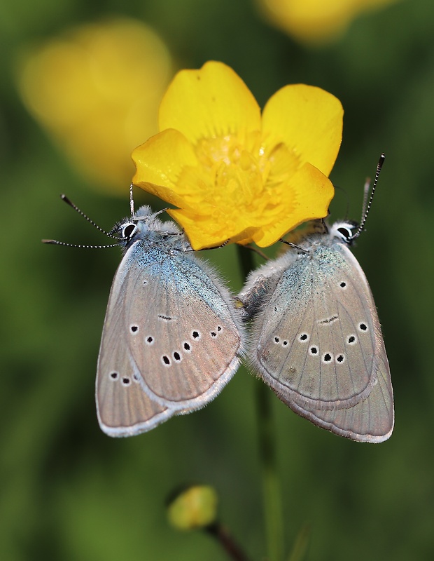 modráčik lesný  Polyommatus semiargus