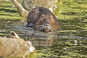 nutria riečna 