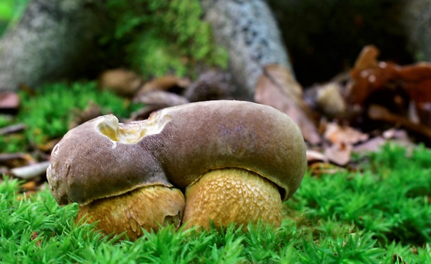 hríb dubový Boletus reticulatus Schaeff.