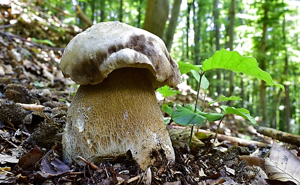 hríb dubový Boletus reticulatus Schaeff.