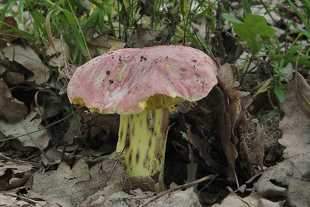 hríb kráľovský Butyriboletus regius (Krombh.) D. Arora & J.L. Frank