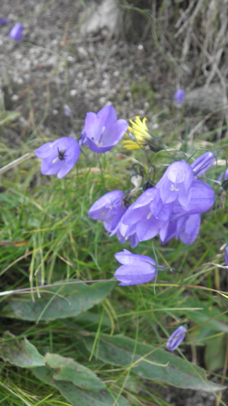 zvonček tatranský Campanula tatrae Borbás