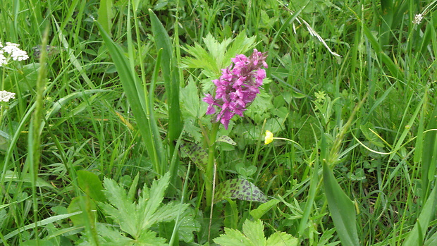 vstavačovec májový pravý Dactylorhiza majalis subsp. majalis (Reincherb.) Hunt & Summerh.