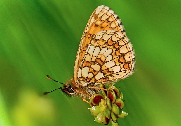 hnedáčik skorocelový Melitaea athalia (Rottemburg, 1775)