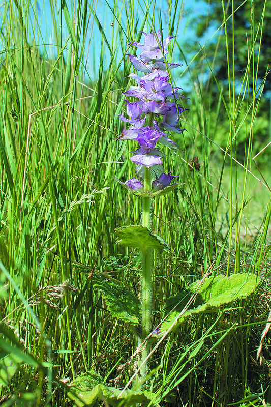 šalvia lúčna Salvia pratensis L.