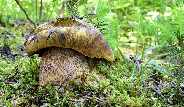 hríb zrnitohlúbikový Sutorius luridiformis (Rostk.) G. Wu & Zhu L. Yang