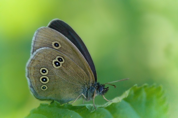 očkáň obyčajný Aphantopus hyperanthus (Linnaeus, 1758)