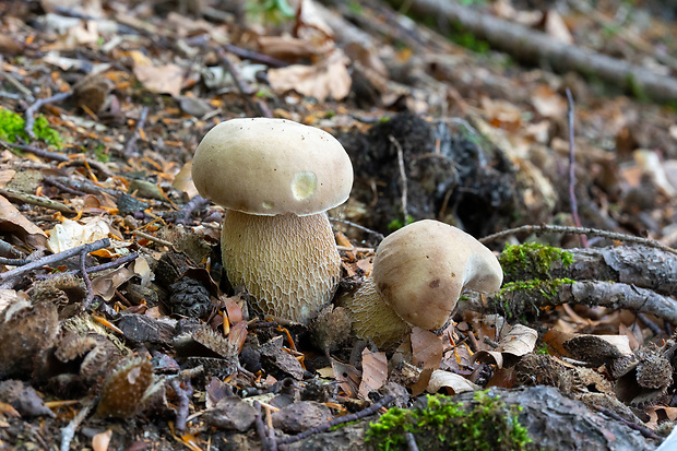 hríb dubový Boletus reticulatus Schaeff.