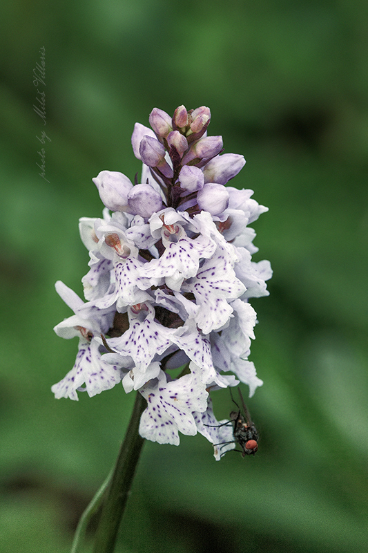 vstavačovec fuchsov pravý Dactylorhiza fuchsii subsp. fuchsii (Druce) Soó