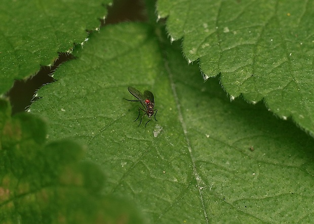 dlhonôžka  Dolichopodinae sp.