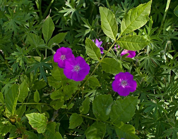 pakost krvavý Geranium sanguineum L.