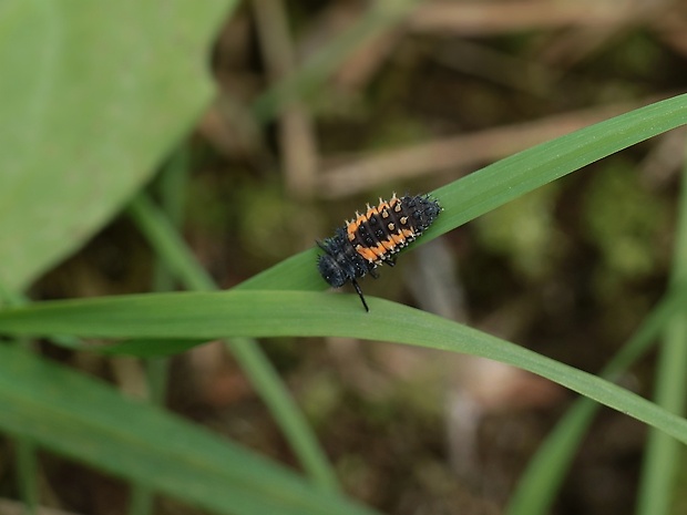 lienka - larva Harmonia axyridis