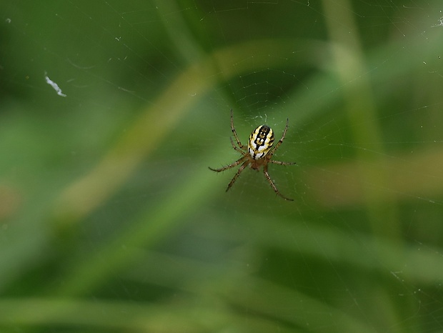 križiak lúčny Mangora acalypha