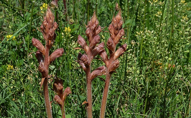 záraza obyčajná Orobanche caryophyllacea Sm.