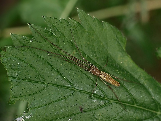 čeľustnatka trstinová Tetragnatha extensa