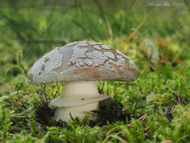 muchotrávka hrubá Amanita excelsa (Fr.) Bertill.