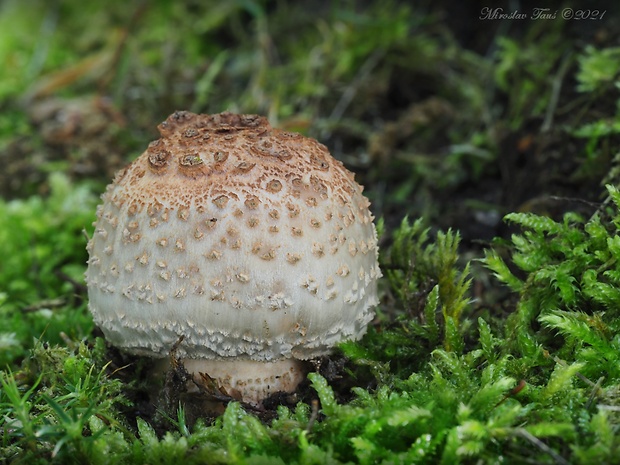 muchotrávka červenkastá Amanita rubescens Pers.