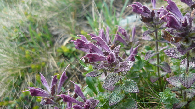 bartsia alpínska Bartsia alpina L.