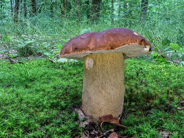 hríb dubový Boletus reticulatus Schaeff.