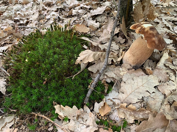 hríb dubový Boletus reticulatus Schaeff.