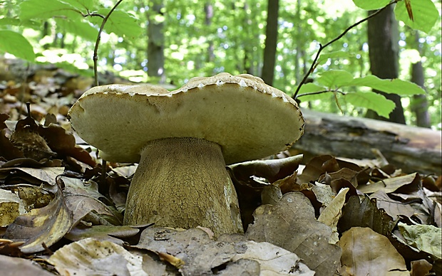 hríb dubový Boletus reticulatus Schaeff.