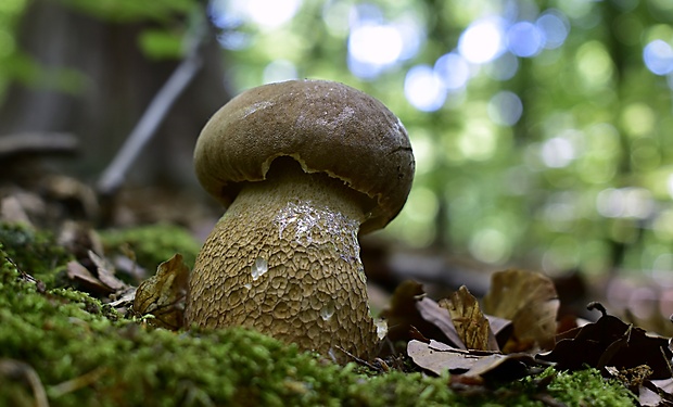 hríb dubový Boletus reticulatus Schaeff.