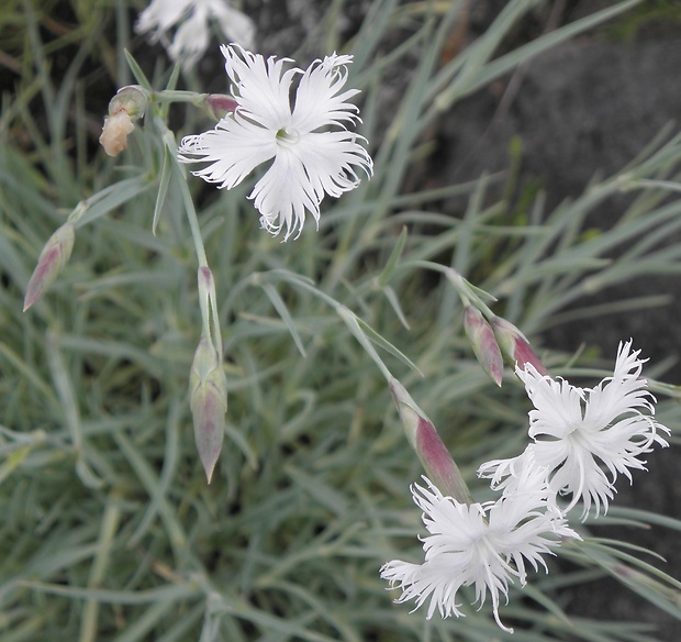 klinček včasný Dianthus praecox Kit.