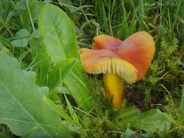 lúčnica kužeľovitá Hygrocybe conica (Schaeff.) P. Kumm.