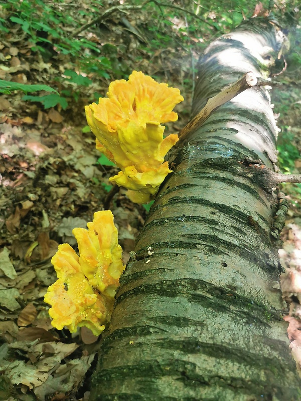 sírovec obyčajný Laetiporus sulphureus (Bull.) Murrill