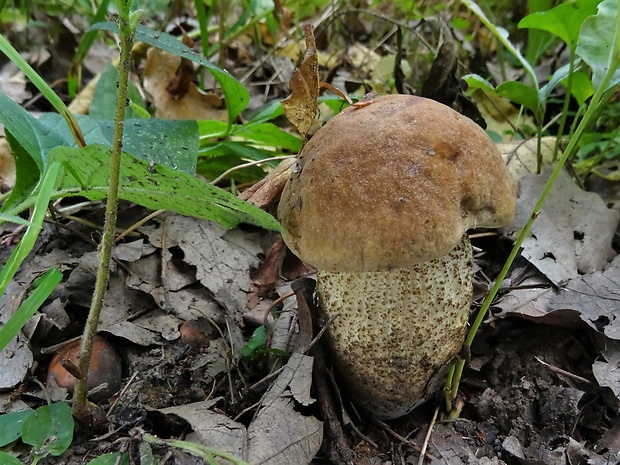 kozák žltopórový Leccinellum crocipodium (Letell.) Della Maggiora & Trassinelli