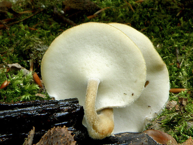 trúdnik strapkatý Lentinus substrictus (Bolton) Zmitr. & Kovalenko