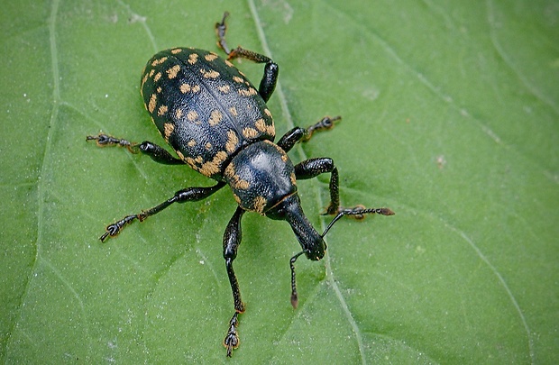 tvrdoň deväťsilový Liparus glabrirostris