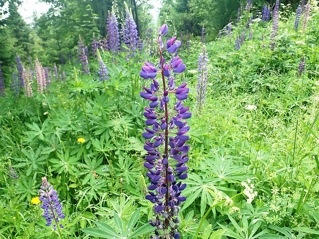 lupina mnoholistá Lupinus polyphyllus Lindl.