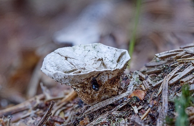 prášnica Lycoperdon sp.