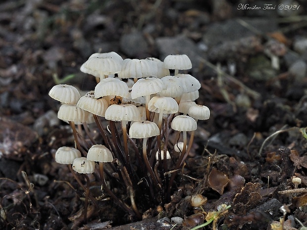 tanečnica golieriková Marasmius rotula (Scop.) Fr.