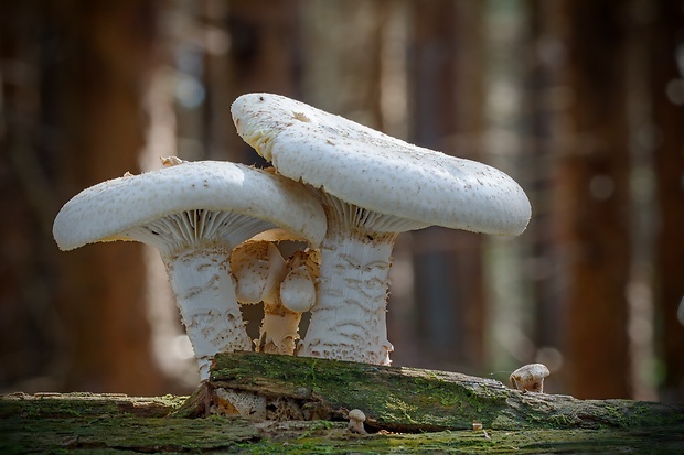 húževnatec šupinatý Neolentinus lepideus (Fr.) Redhead & Ginns