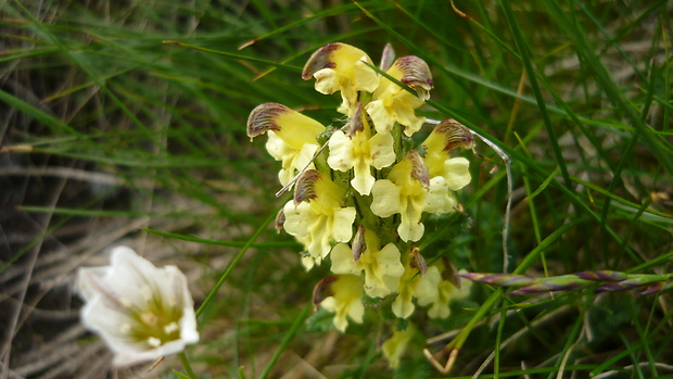 všivec oederov Pedicularis oederi Vahl