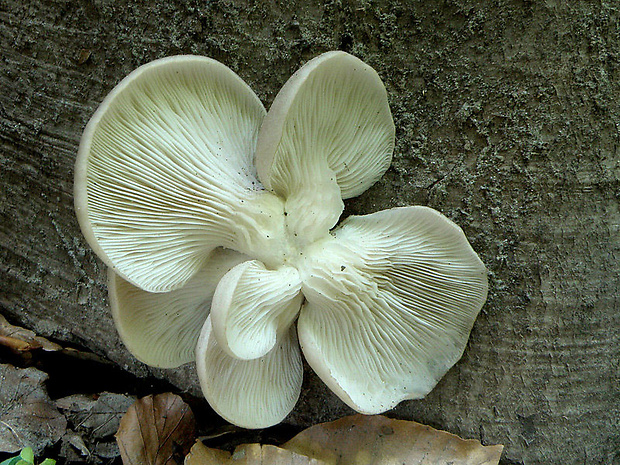 hliva buková Pleurotus pulmonarius (Fr.) Quél.