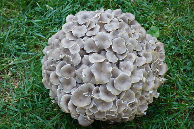 trúdnik klobúčkatý Polyporus umbellatus (Pers.) Fr.