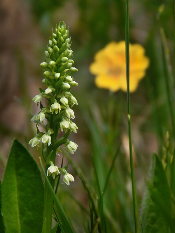 bieloprst belavý Pseudorchis albida (L.) Á. Löve et D. Löve