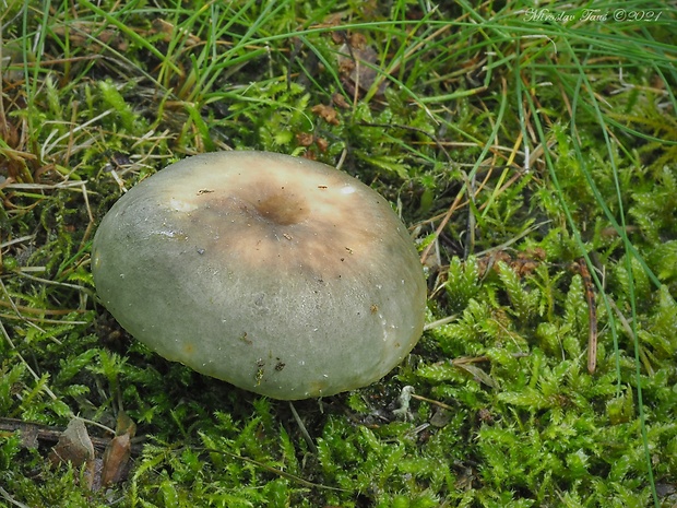 plávka modrozelená Russula parazurea Jul. Schäff.