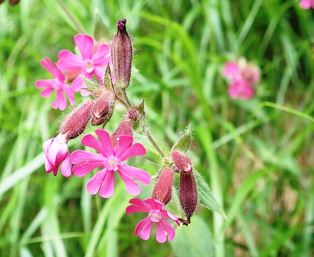 silenka červená Silene dioica (L.) Clairv.