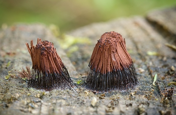 pazderka Stemonitis sp.