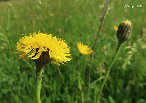 prasatnica škvrnitá Trommsdorffia maculata (L.) Bernh.