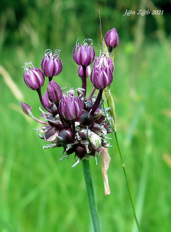 cesnak orešcový Allium scorodoprasum L.