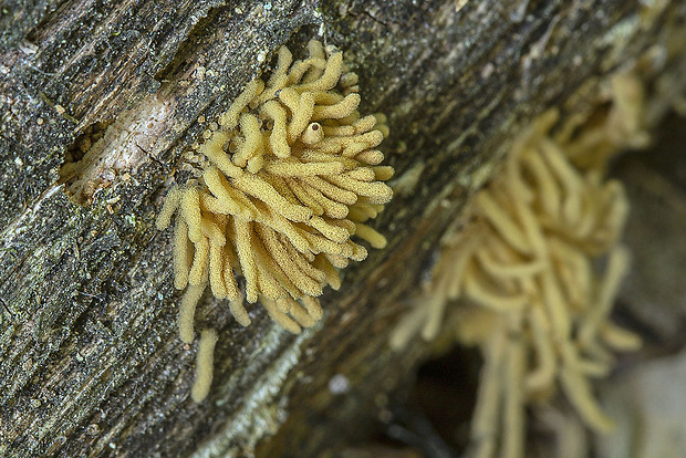 mištička ovisnutá Arcyria nutans (Bull.) Grev.