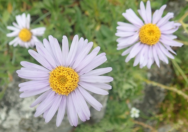 astra alpínska Aster alpinus L.